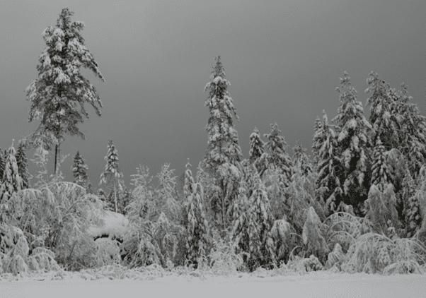 Cold weather forecast